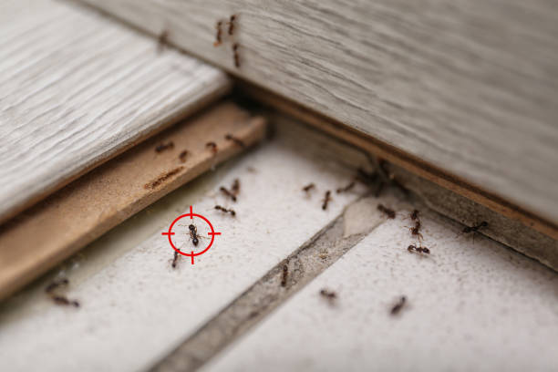 Best Wildlife Control Services  in Dobson, NC