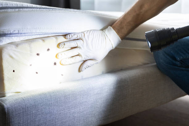 Best Pest Removal Services  in Dobson, NC